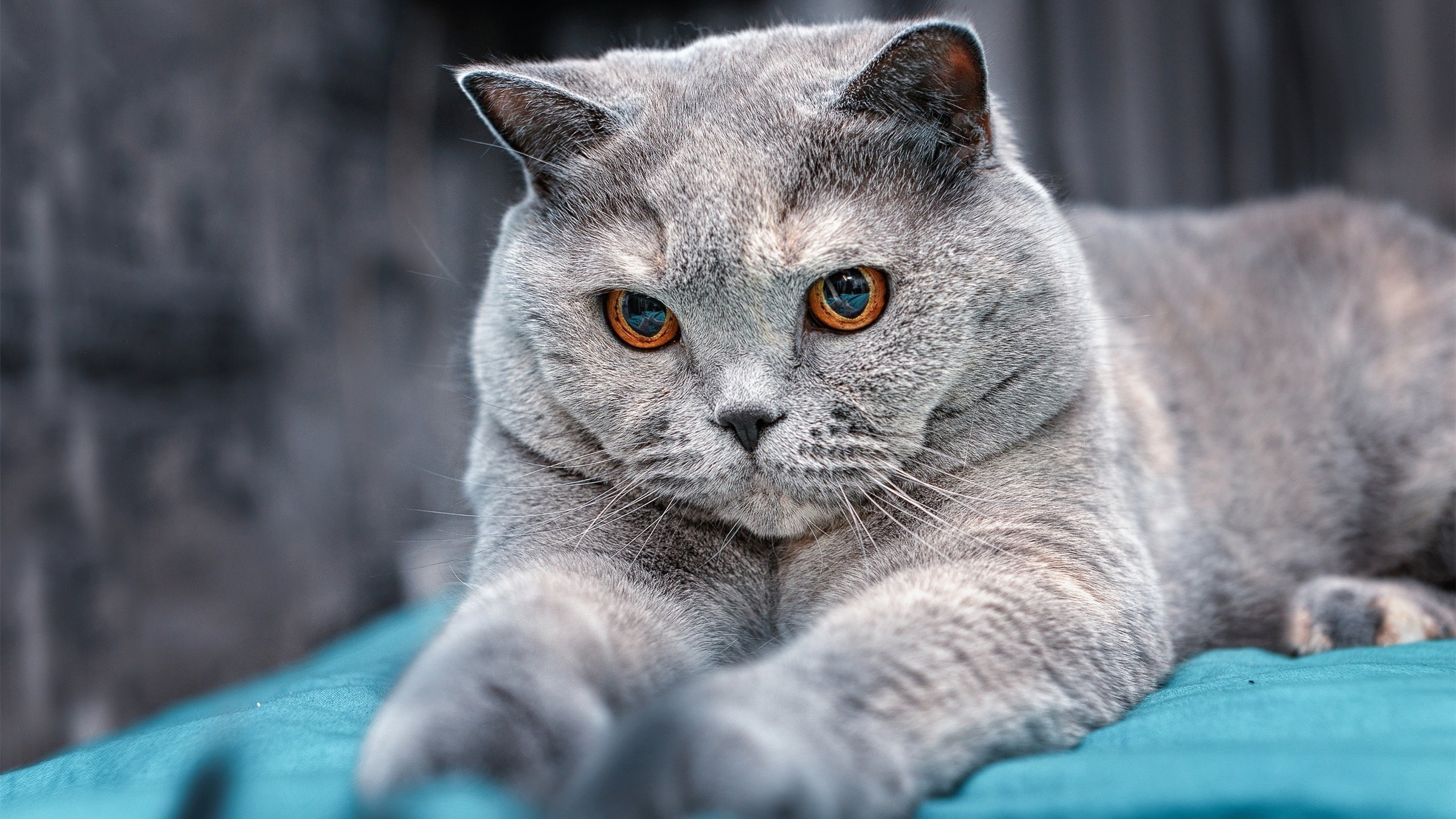 爱游戏在线娱乐官网-李明全面表现：28分8篮板5助攻，助力球队取胜！，李明比赛视频