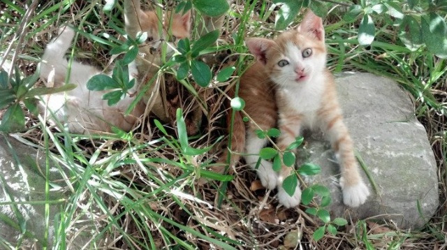 赛场“隐藏英雄”:不可忽视的关键球员,隐藏赛道