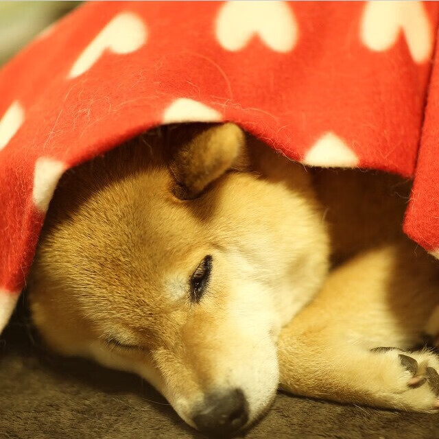 爱游戏娱乐网址-全球联赛积分榜更新，全球联赛击杀榜