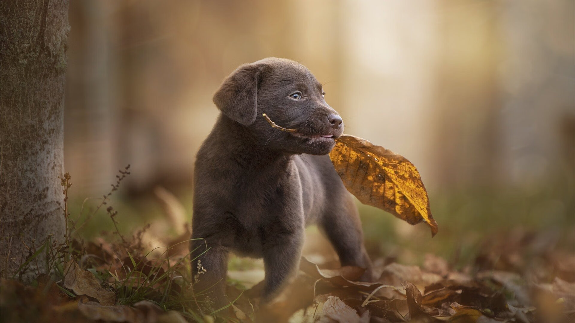 爱游戏在线登录入口-墨西哥教练：我们不是来滑雪的，是来踢球的，墨西哥教练_我们不是来滑雪的,是来踢球的