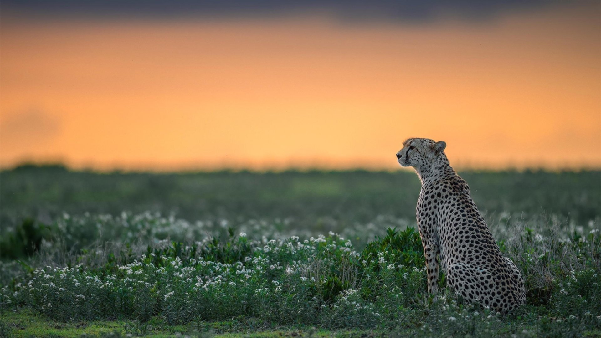 爱游戏官网-巴黎圣日耳曼队官方确认签约巴西后卫，补强防线，巴黎圣日耳曼主力后卫