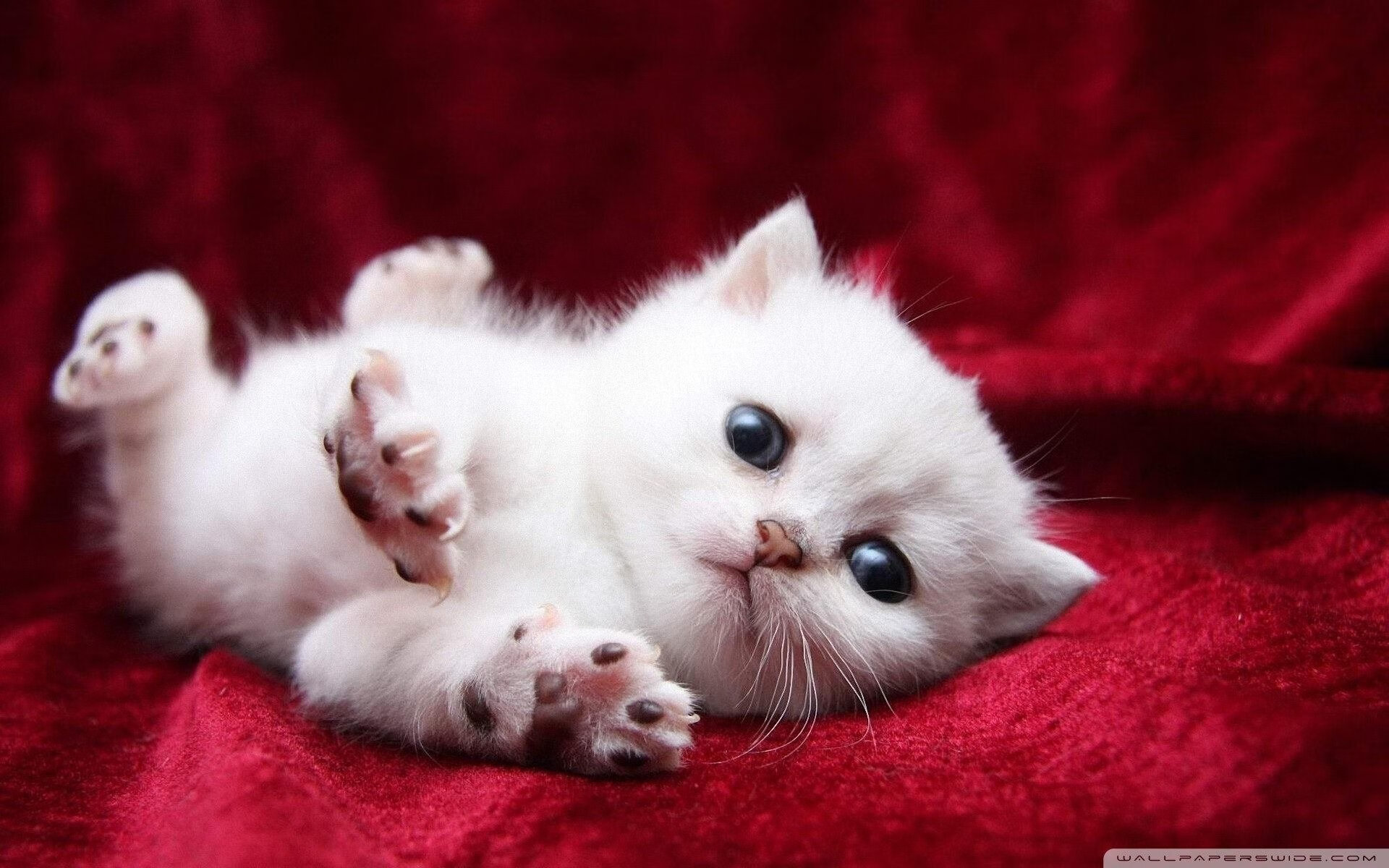 爱游戏综合娱乐-斯洛文尼亚遭遇捷克逆转，小组命运堪忧，斯洛文尼亚介绍