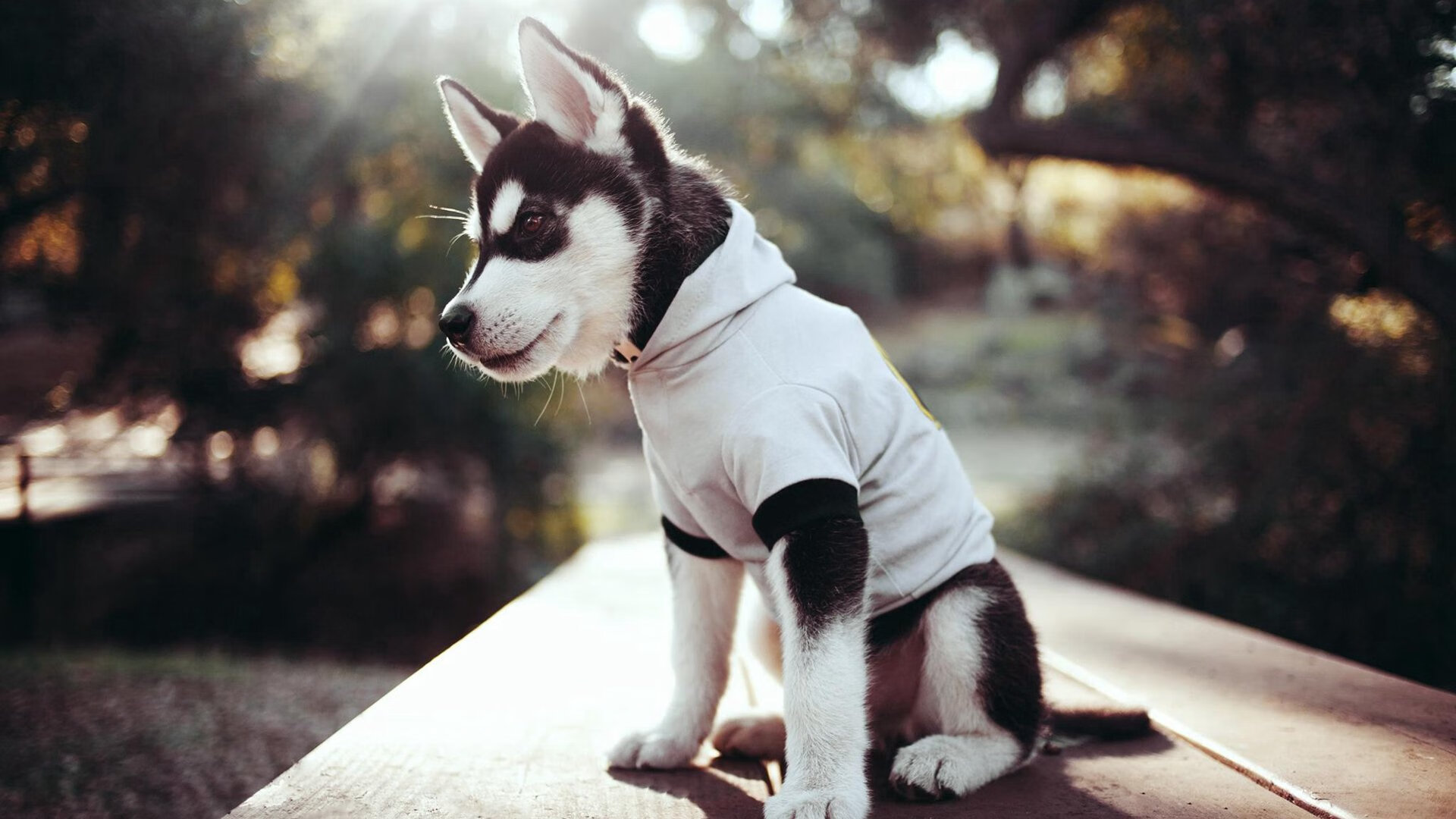 AYXSPORTSAPP-葡萄牙队在大赛中击败对手，晋级决赛阶段，葡萄牙 比赛