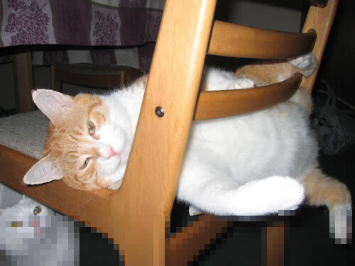 爱游戏体育APP下载-亚冠赛事现场观众人数创历史新高，亚冠参赛次数