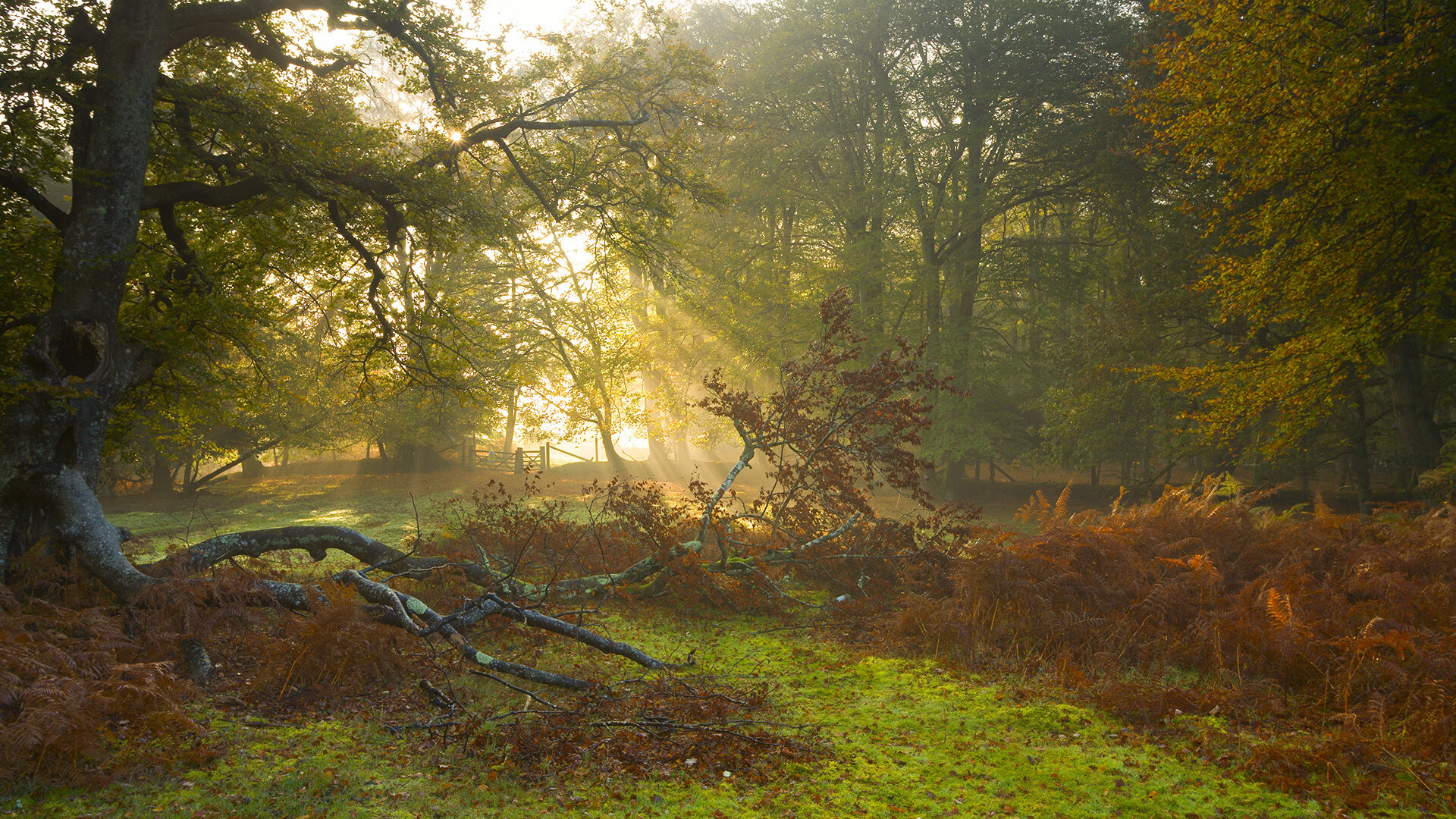 爱游戏登录入口-“诺克·达维德·彼得森在南非羚羊队中的关键时刻发挥”