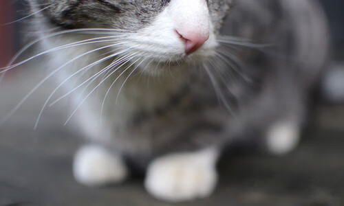 爱游戏娱乐网址-澳大利亚男子接力赛场风采尽显未来之星，澳大利亚男子篮球